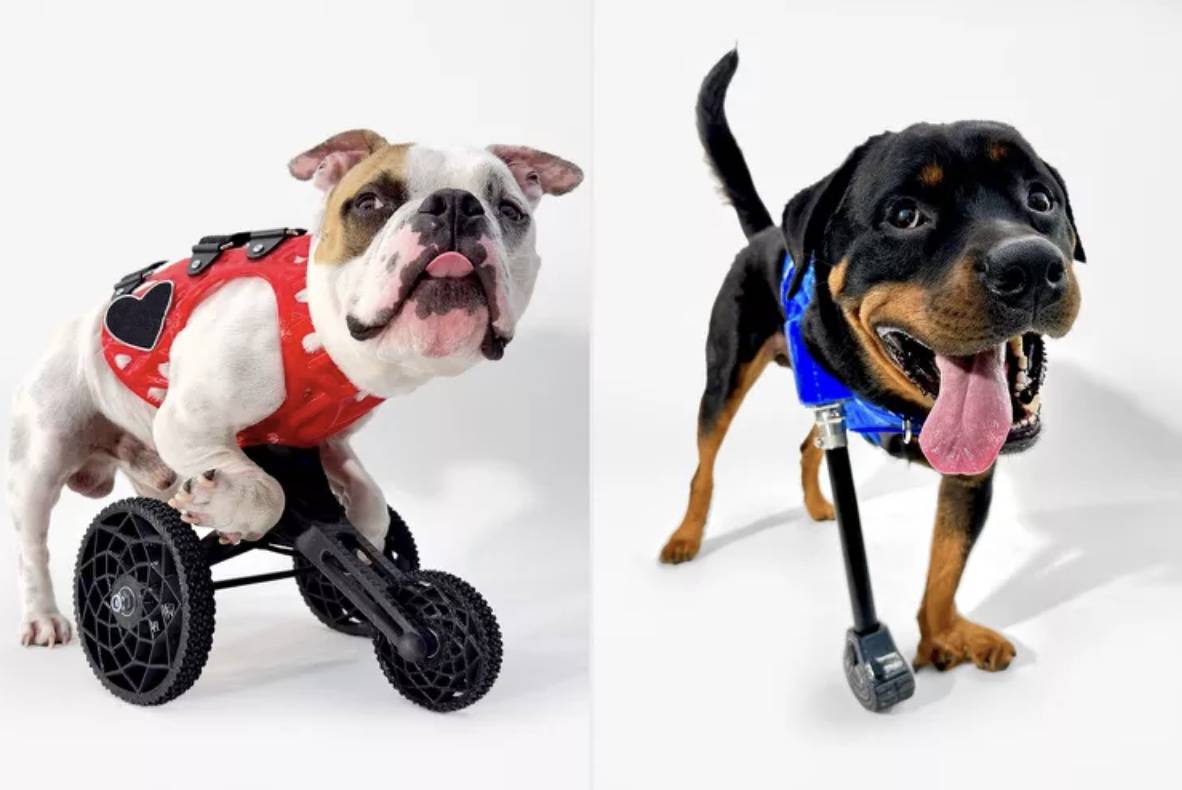 Two dogs with prosthetic limbs